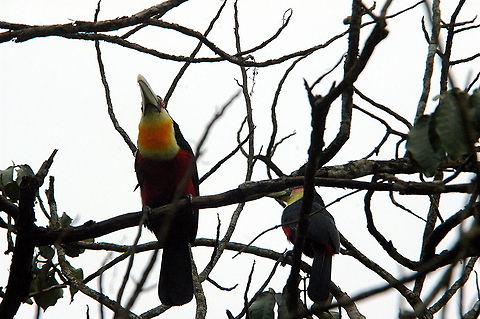 Red_Breasted_Toucan-I_am_more_beautiful_than_Toco!!  Brazil,Geotagged,Green-billed Toucan,Ramphastos dicolorus,Red Breasted Toucan,Winter