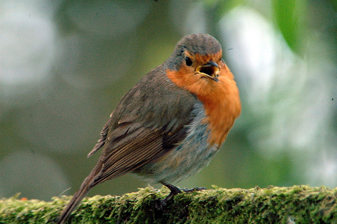 Robin-Singing_my_heart_out!  Erithacus rubecula,European Robin,Geotagged,Spring,United Kingdom
