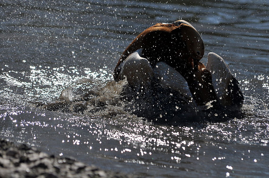 Ruddy_Shelduck_-_Water_is_such_fun!_v1  Geotagged,Ruddy Shelduck,Tadorna ferruginea,United Kingdom,Winter