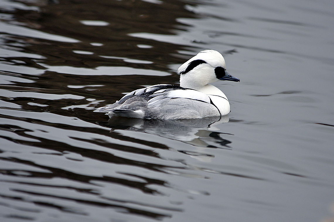 Smew - Looking for his mate  Geotagged,Mergellus albellus,Smew,United Kingdom,Winter