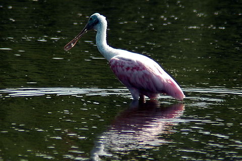 Roseate Spoonbill - Nice cooling paddle  Geotagged,Platalea ajaja,Roseate Spoonbill,Summer,United States