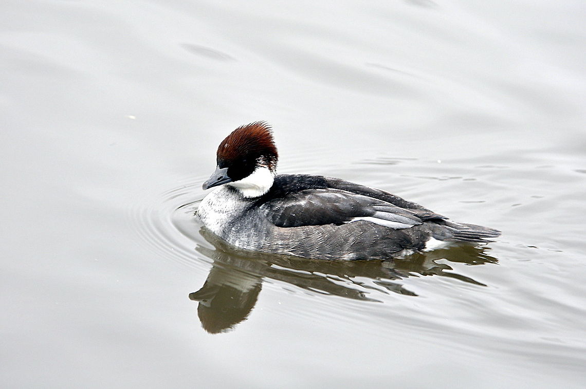 Smew - And there she is!  Geotagged,Mergellus albellus,Smew,United Kingdom,Winter