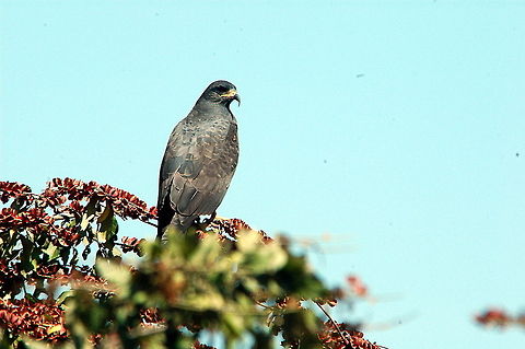 Snail Kite (Rostrhamus sociabilis)  Rostrhamus sociabilis,Snail Kite