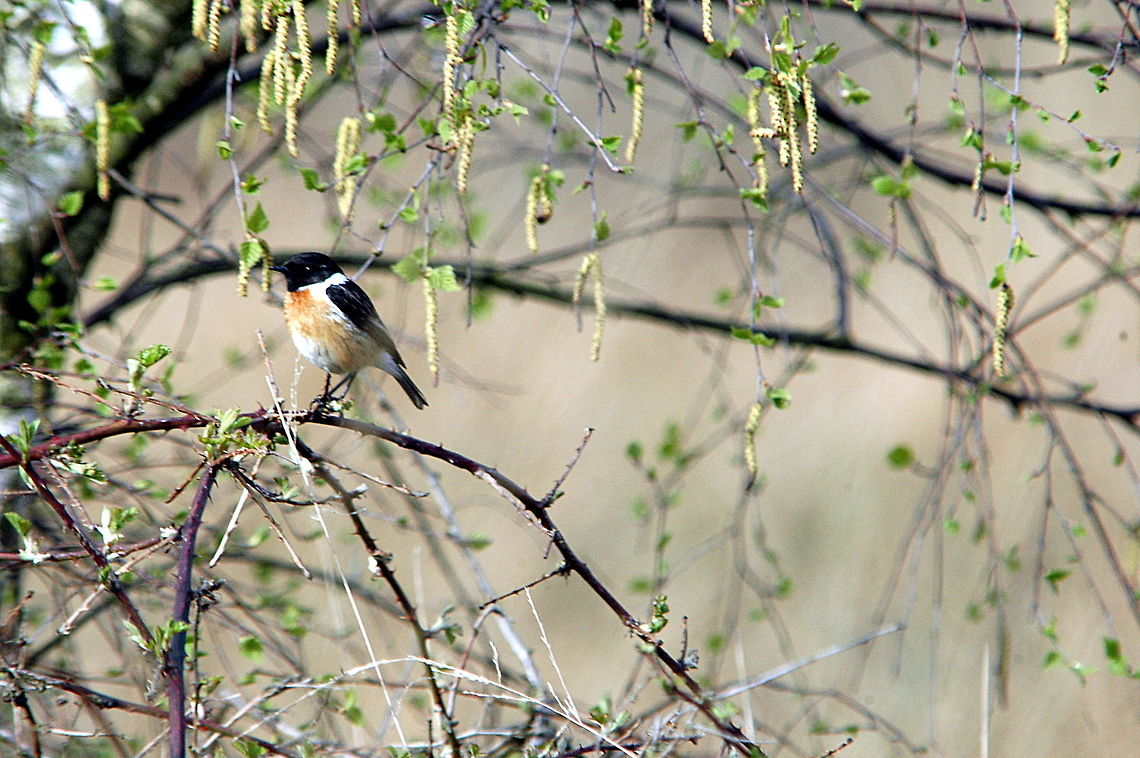 Stonechat-Just_contemplating  European Stonechat,Geotagged,Netherlands,Saxicola rubicola,Spring