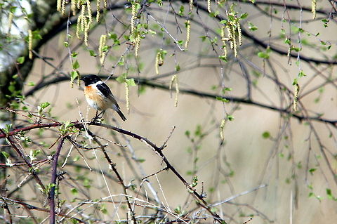 Stonechat-Just_contemplating  European Stonechat,Geotagged,Netherlands,Saxicola rubicola,Spring