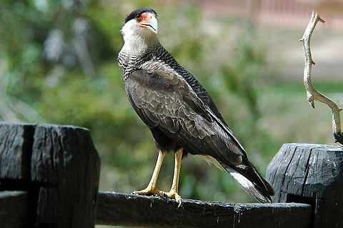 Southern Caracara - Hmm what do I see there  Caracara plancus,Southern Caracara,Southern Crested Caracara