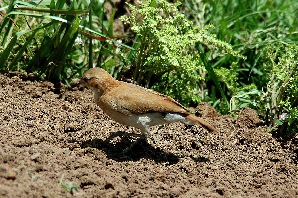 Rufous hornero, Bolivia  Furnarius rufus,Rufous hornero