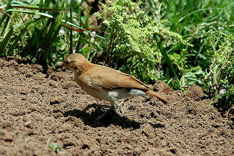 Rufous hornero, Bolivia  Furnarius rufus,Rufous hornero