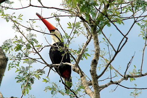 Toco Toucan (Ramphastos toco)  Brazil,Geotagged,Ramphastos toco,Toco Toucan,Winter