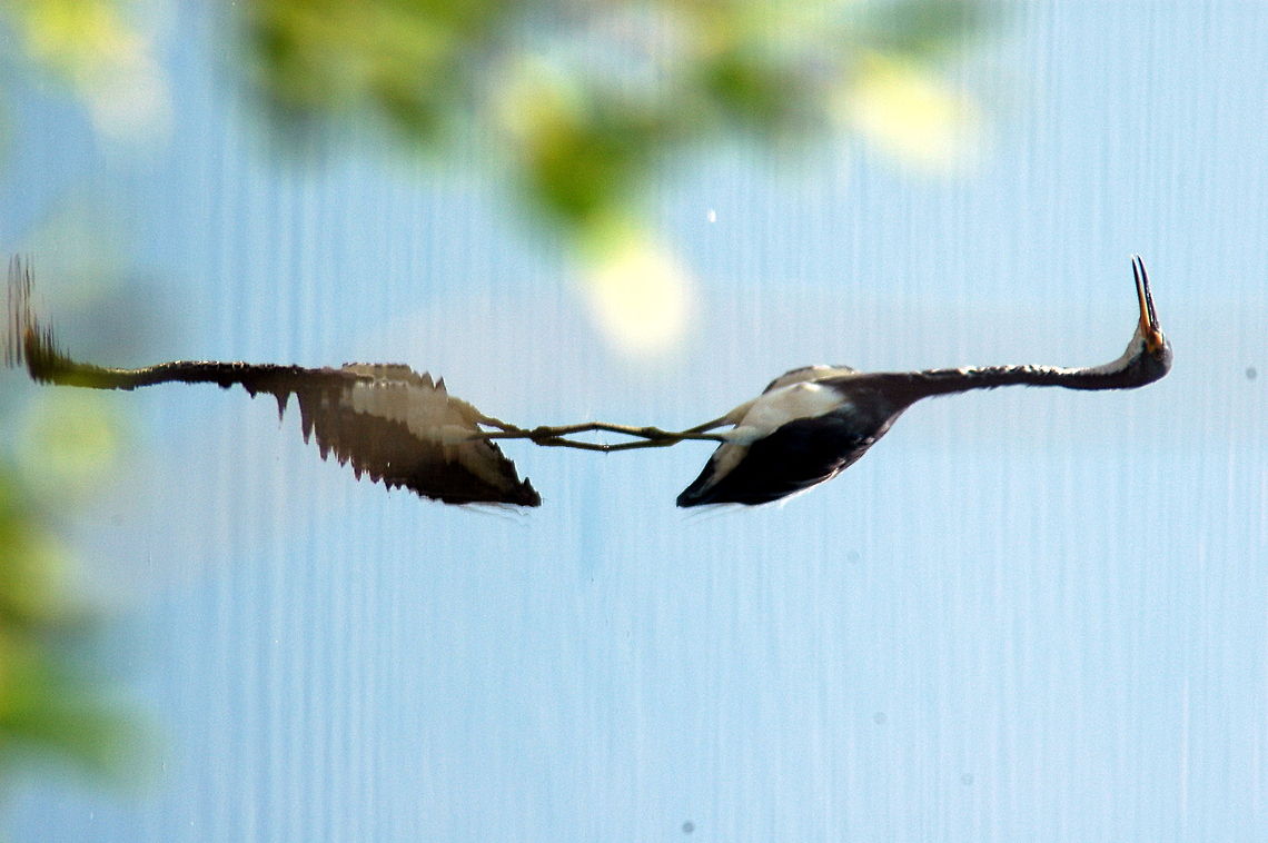 Tricoloured_Heron-Dont_i_look_good_in_the_mirror  Egretta tricolor,Geotagged,Summer,Tricolored Heron,United States