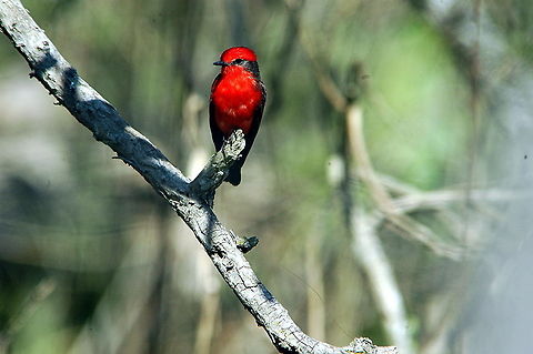 Vermilion Flycatcher - Aren't I stunning  Pyrocephalus rubinus,Vermilion Flycatcher
