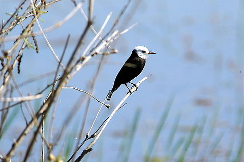 White Headed Marsh Tyrant - Waiting for the right opportunity  Arundinicola leucocephala,White Headed Marsh Tyrant,White-headed Marsh Tyrant