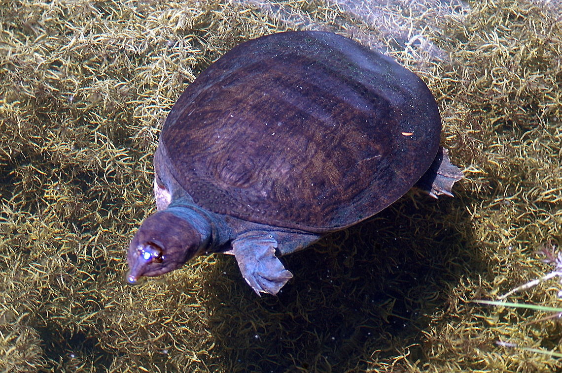 Turtle - Now this is what I call fresh water  Apalone ferox,florida softshell turtle