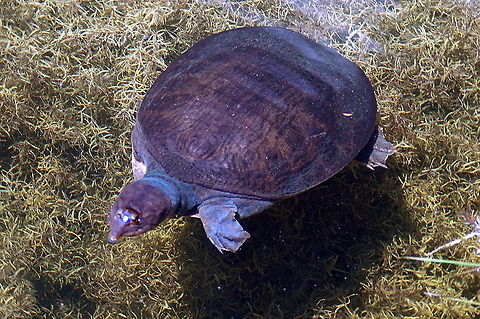 Turtle - Now this is what I call fresh water  Apalone ferox,florida softshell turtle