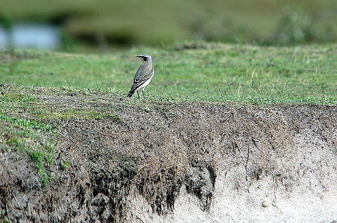 Wheatear-What_can_we_find_here!  Fall,Geotagged,Northern wheatear,Oenanthe oenanthe,United Kingdom