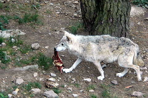 Wolve_-_All_mine!  France,Geotagged,Spring