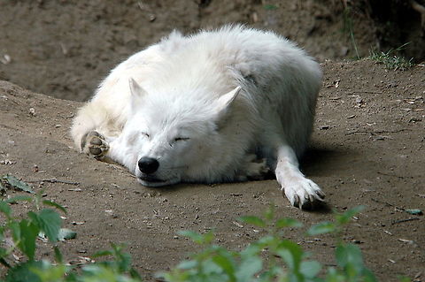 Wolve-Sleeping,_specially_for_the_Red_Kites!  France,Geotagged,Spring