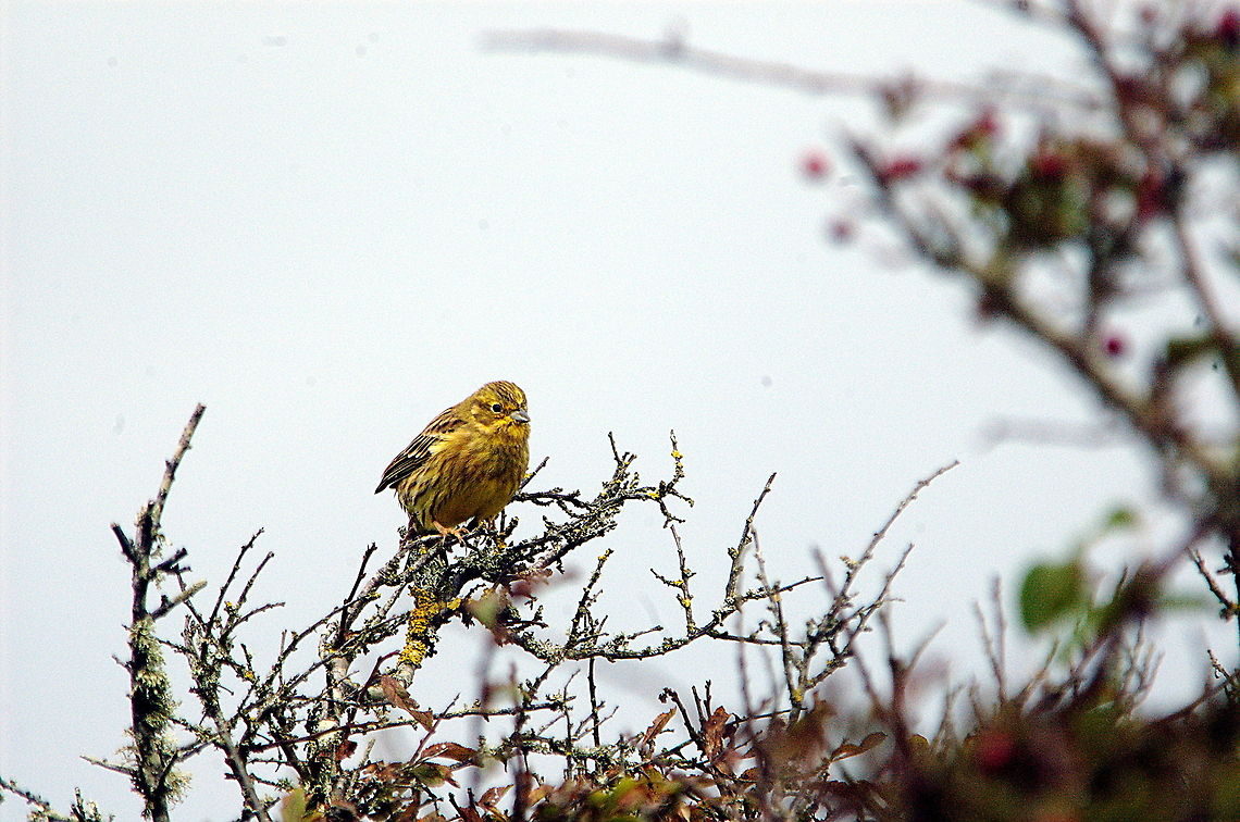 Yellow_Hammer-Lovely_view!  Emberiza citrinella,Fall,Geotagged,United Kingdom,Yellowhammer
