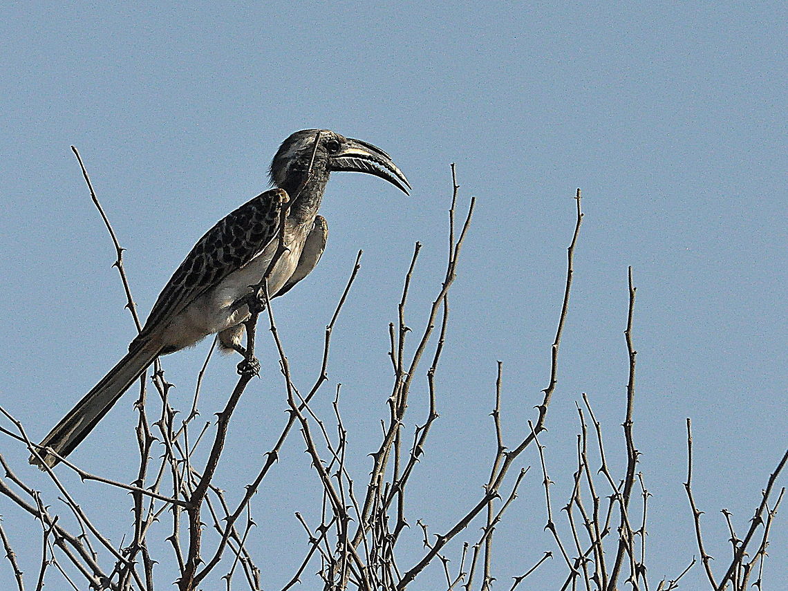 African_Grey_Hornbill  African Grey Hornbill,South Africa,Tockus nasutus