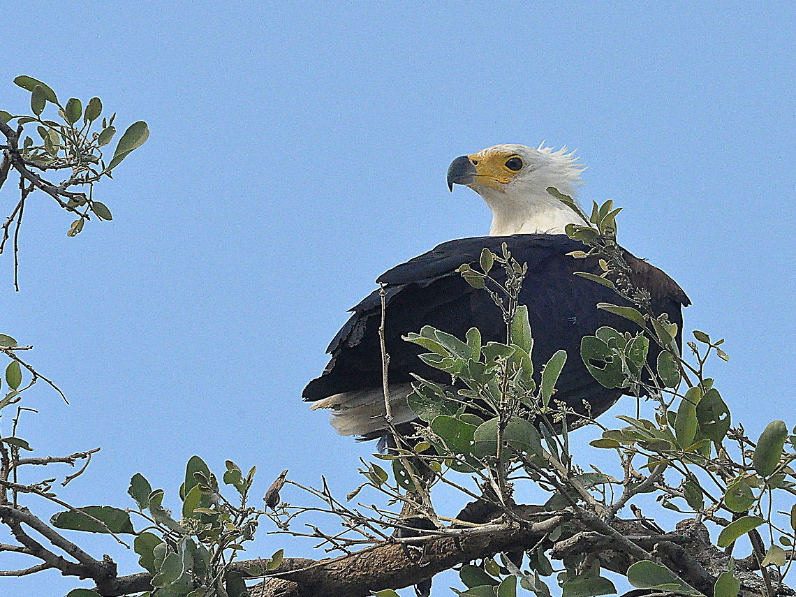 African_Fish-Eagle1  African Fish Eagle,Haliaeetus vocifer,South Africa