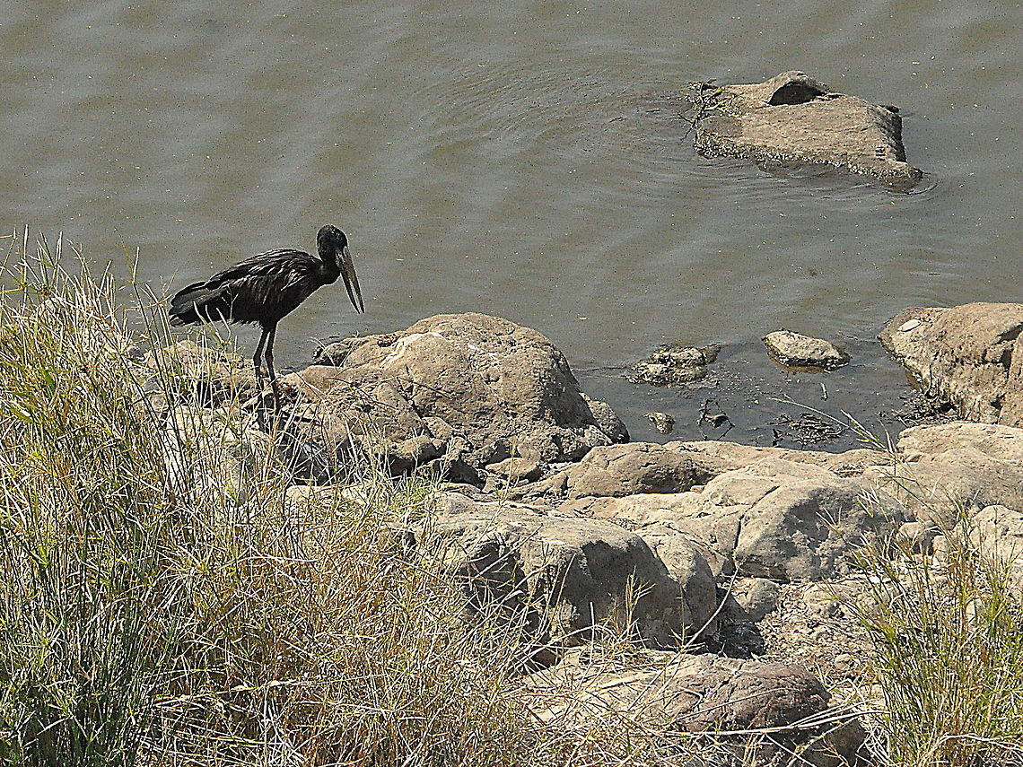 African_Openbill1  African Openbill,Anastomus lamelligerus,South Africa