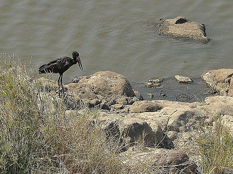 African_Openbill1  African Openbill,Anastomus lamelligerus,South Africa