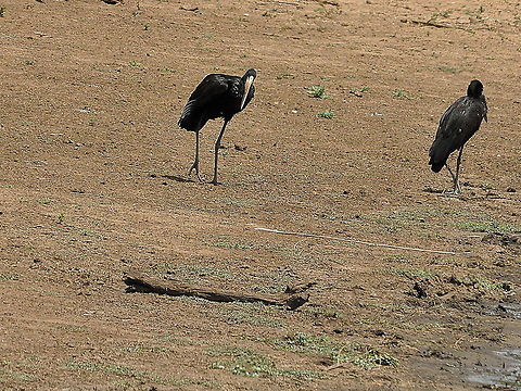 African_Openbill2  African Openbill,Anastomus lamelligerus,South Africa
