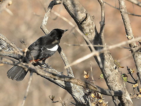 Southern Boubou  Laniarius ferrugineus,South Africa,Southern Boubou