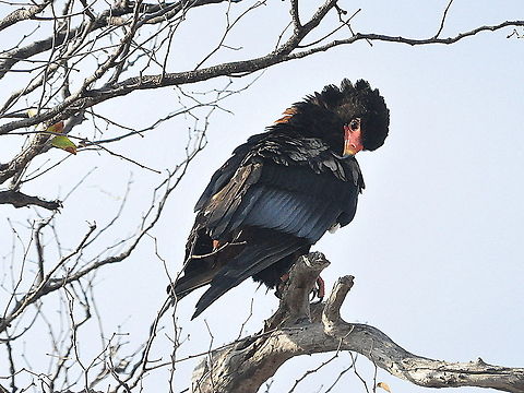 Bateleur1  Bateleur,South Africa,Terathopius ecaudatus