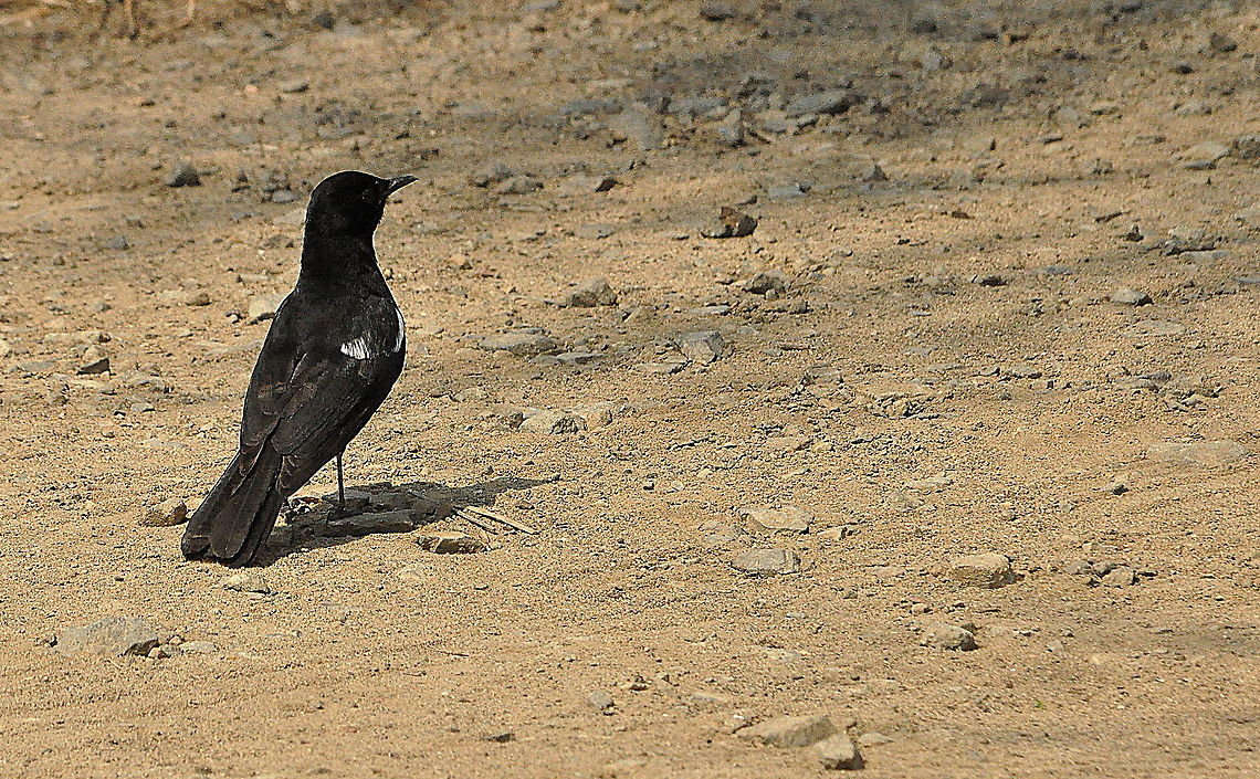 Ant-eating_Chat1  Ant-eating Chat,Myrmecocichla formicivora,South Africa