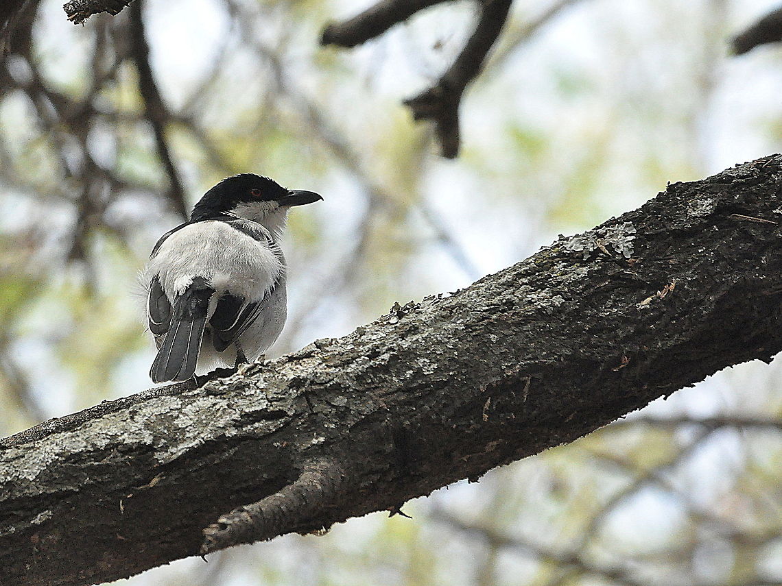 Black-backed_Puffback1  Black-backed Puffback,Dryoscopus cubla,South Africa