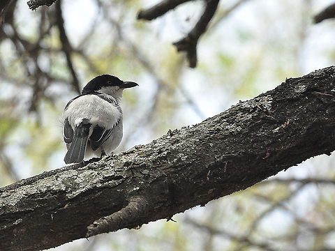 Black-backed_Puffback1  Black-backed Puffback,Dryoscopus cubla,South Africa