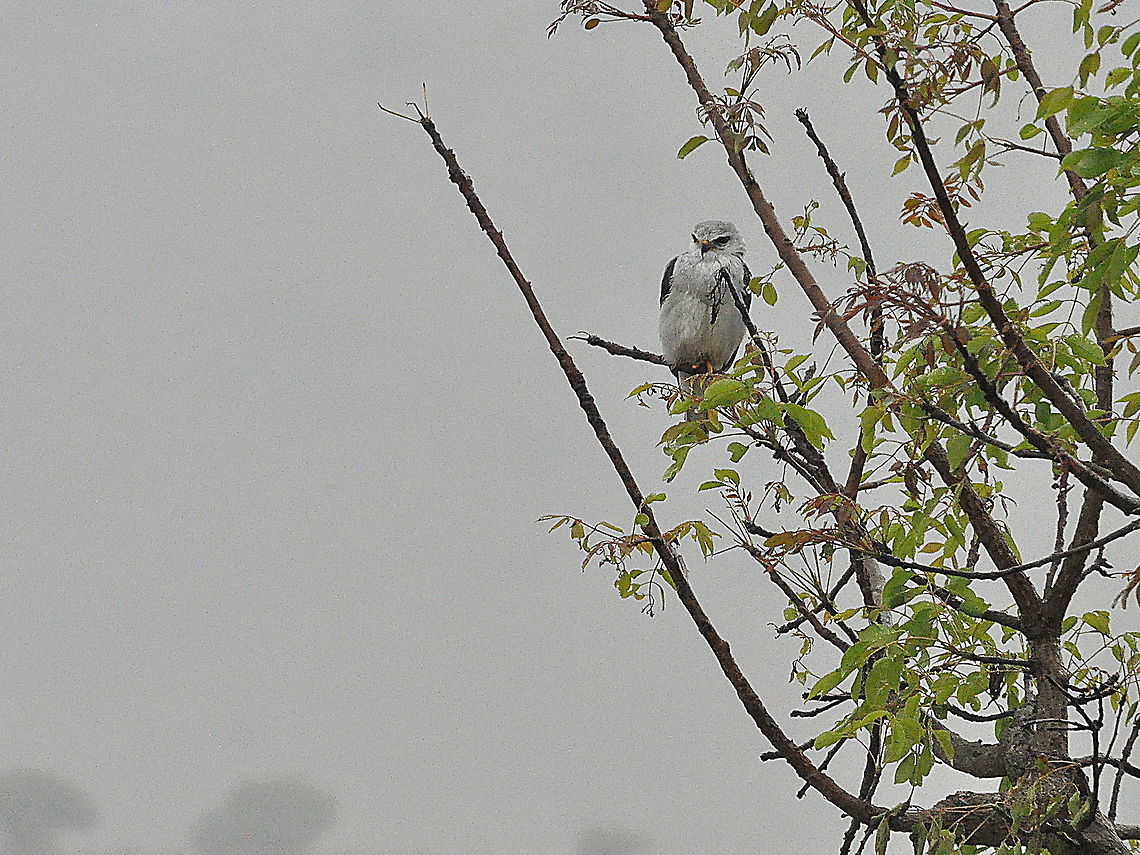 Black-shouldered_Kite3  Black-shouldered Kite,Elanus axillaris,South Africa