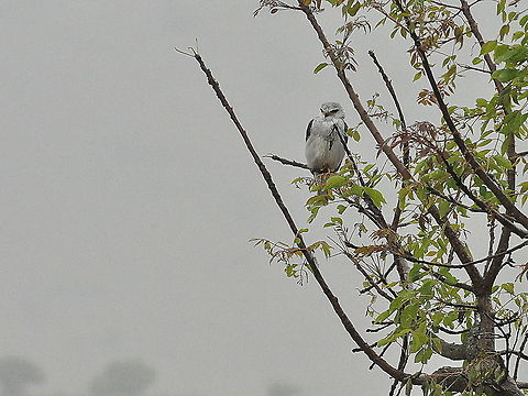 Black-shouldered_Kite3  Black-shouldered Kite,Elanus axillaris,South Africa