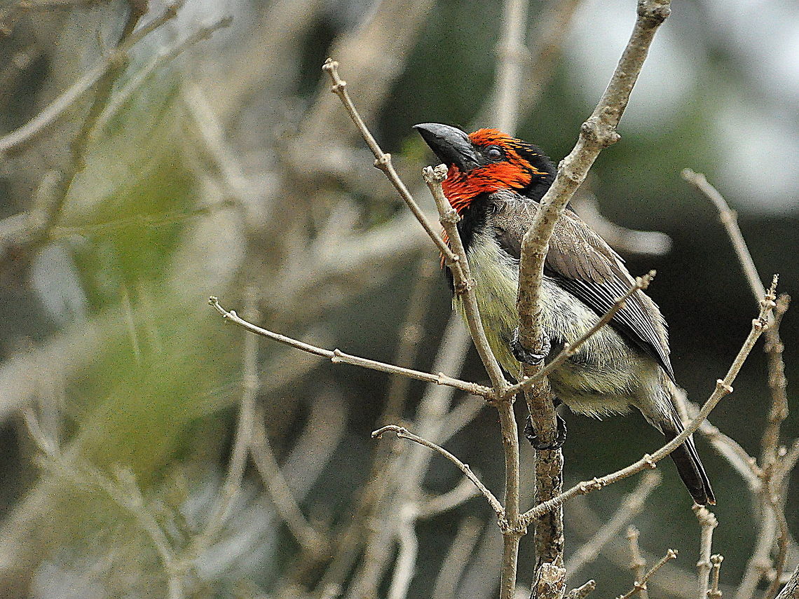 Black-collared_Barbet1  Black-collared Barbet,Lybius torquatus,South Africa