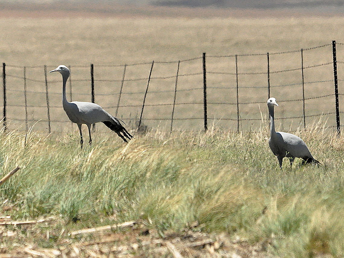 Blue_Crane1  Anthropoides paradiseus,Blue Crane,South Africa