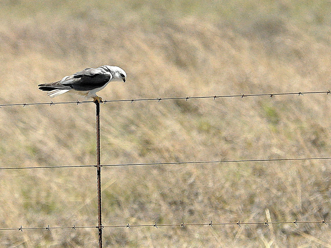 Black-shouldered_Kite5  Black-shouldered Kite,Elanus axillaris,South Africa