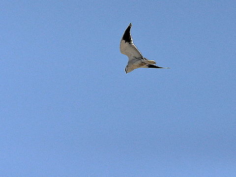 Black-shouldered_Kite4  Black-shouldered Kite,Elanus axillaris,South Africa