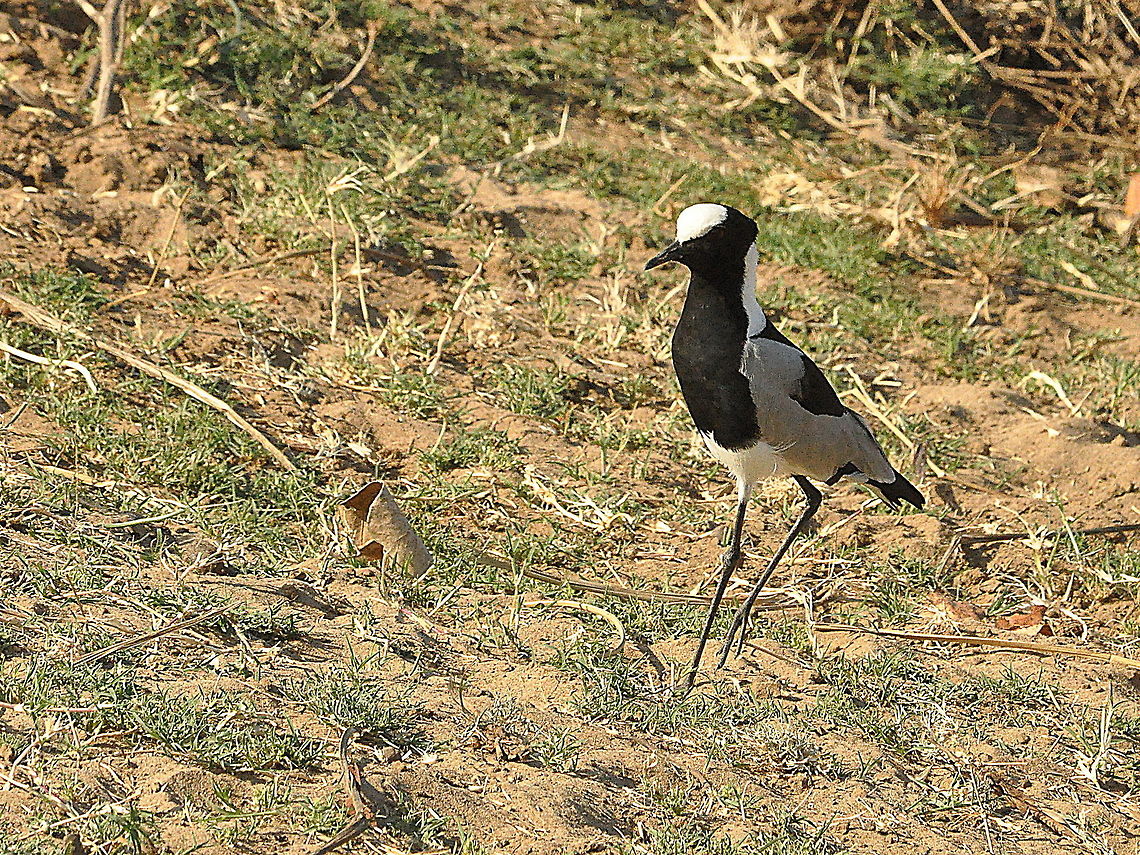 Blacksmith_Lapwing1  Blacksmith Lapwing,South Africa,Vanellus armatus