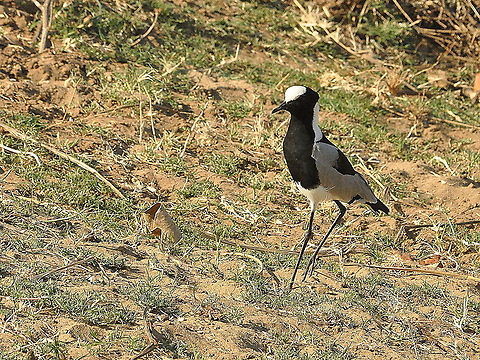 Blacksmith_Lapwing1  Blacksmith Lapwing,South Africa,Vanellus armatus
