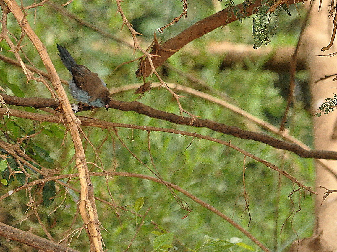 Blue_Waxbill  Blue Waxbill,South Africa,Uraeginthus angolensis