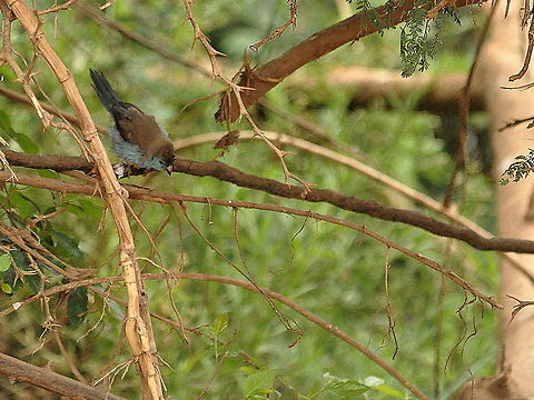 Blue_Waxbill  Blue Waxbill,South Africa,Uraeginthus angolensis