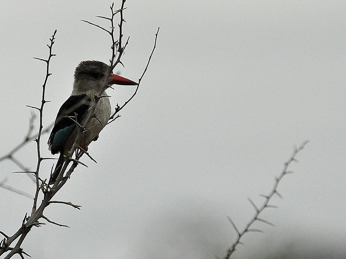 Brown-hooded_Kingfisher1  Brown-hooded Kingfisher,Halcyon albiventris,South Africa