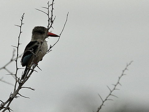 Brown-hooded_Kingfisher1  Brown-hooded Kingfisher,Halcyon albiventris,South Africa