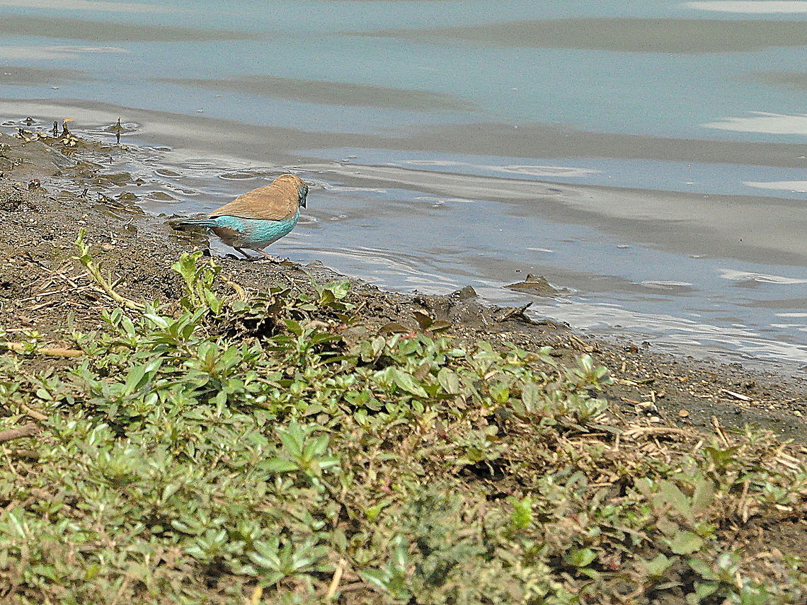 Blue_Waxbill1  Blue Waxbill,South Africa,Uraeginthus angolensis