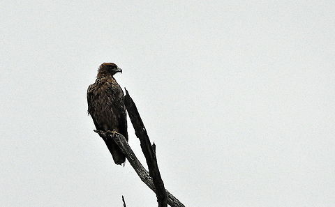 Booted_Eagle1  Aquila pennata,Booted Eagle,Booted eagle,Hieraaetus pennatus,South Africa