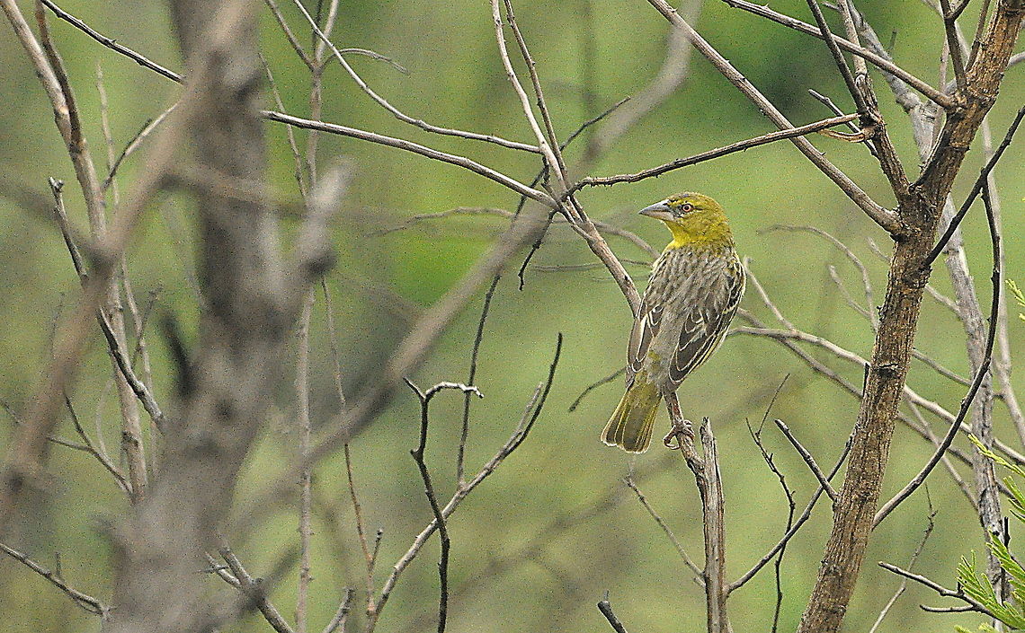 Village_Weaver1  Serinus sulphuratus,South Africa,Village weaver