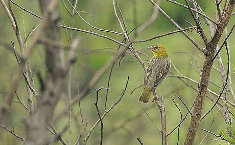 Village_Weaver1  Serinus sulphuratus,South Africa,Village weaver