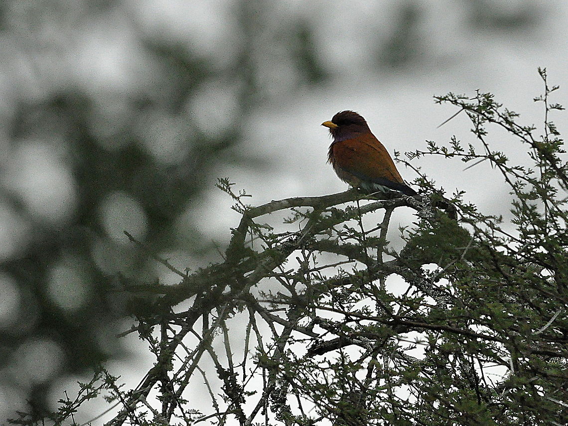 Broad-billed_Roller1  Cinnamon Roller,Eurystomus glaucurus,South Africa