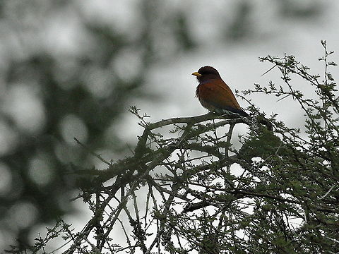 Broad-billed_Roller1  Cinnamon Roller,Eurystomus glaucurus,South Africa